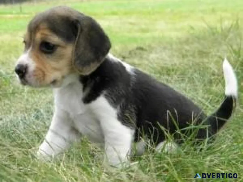 beautiful chocolate beagle puppy  Text only  (917) 781-3637