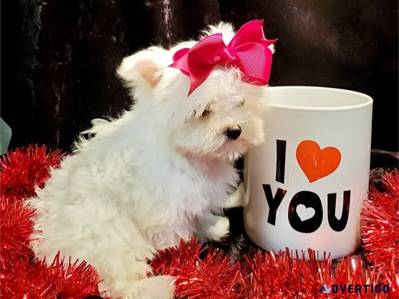 Maltese Puppy