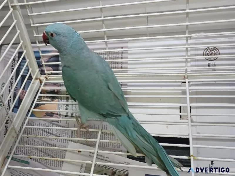 Indian Ringneck