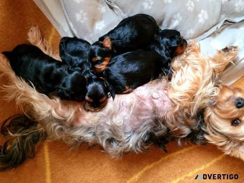 Amazing Yorkie pups Available