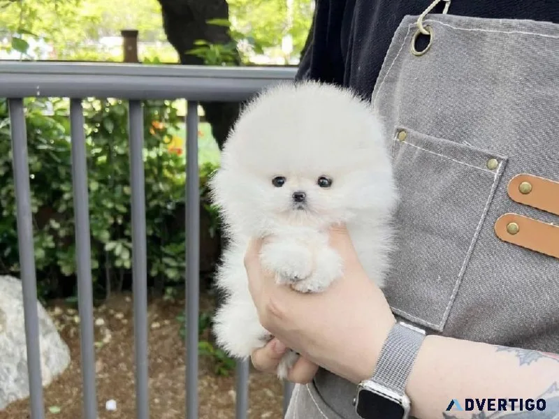 Teacup pomeranian