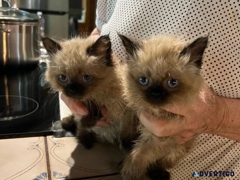 Purebred Himalayan Kittens for Sale - 200