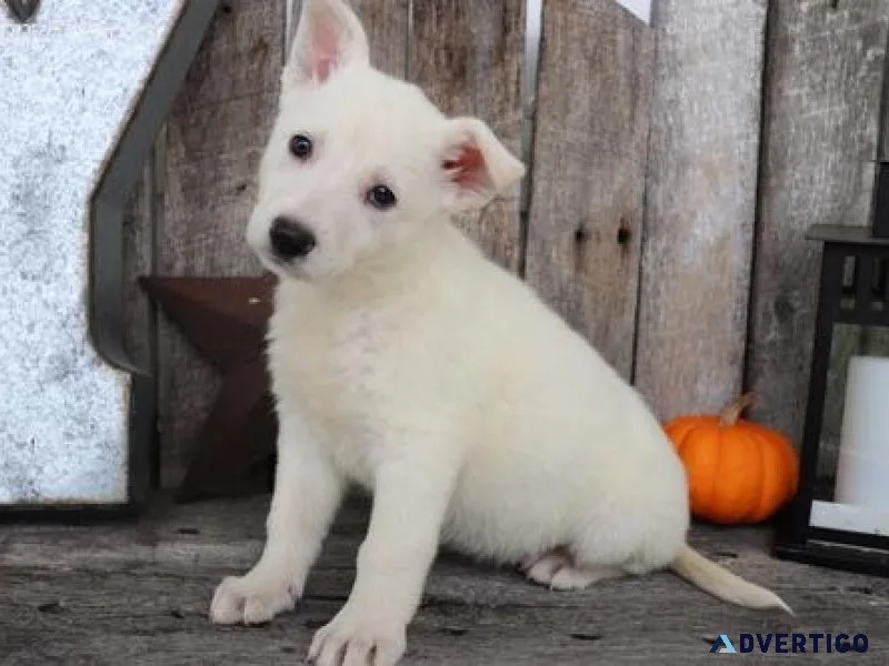 Ch. Bloodline White Shepherd Puppies