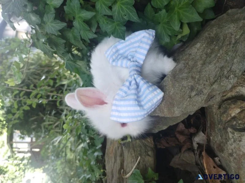 Lionhead