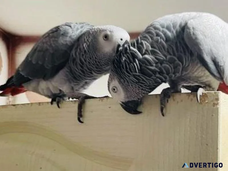 Talking Congo African Grey Parrots