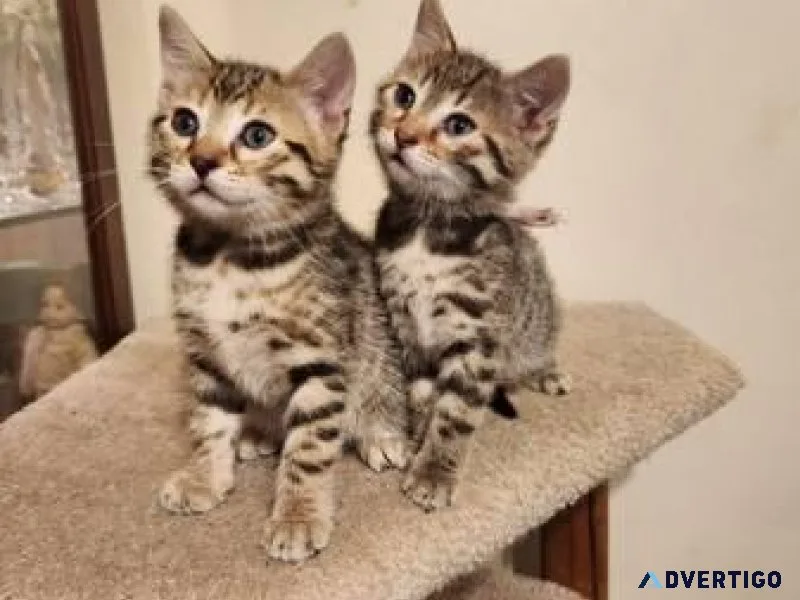Beautiful Bengal-striped kittens