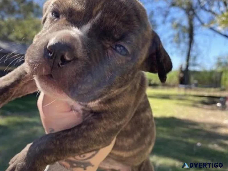 Cute pitbul puppy ready for new home