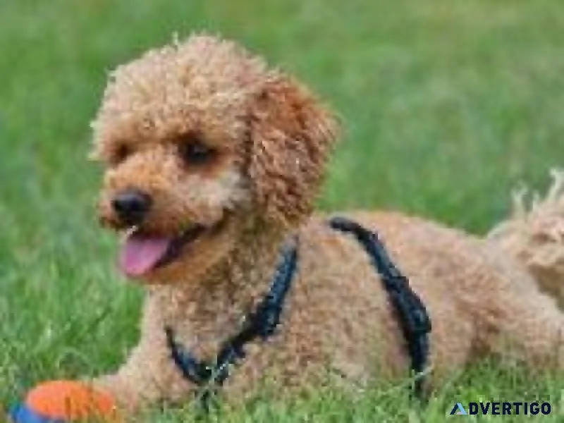 Walking Your Dog - Vet Clinic in Eau Claire WI