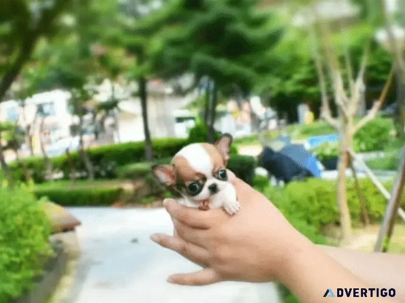 Chihuahua puppy for sale