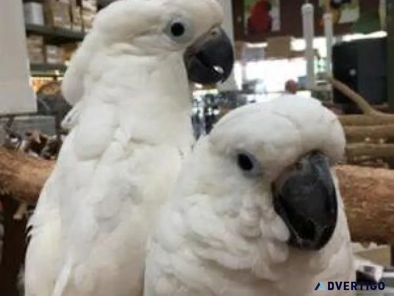 Two gorgeous Cockatoos looking for a new home