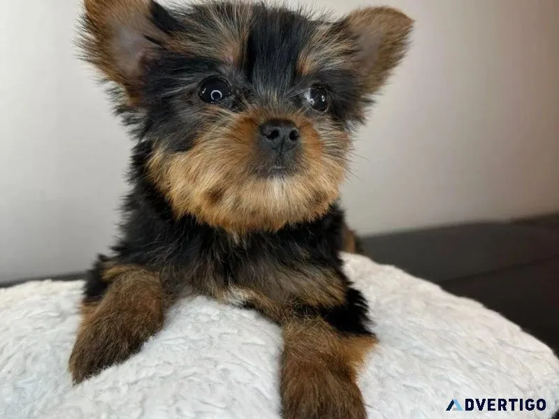 Charming Yorkie puppies available for adoption..