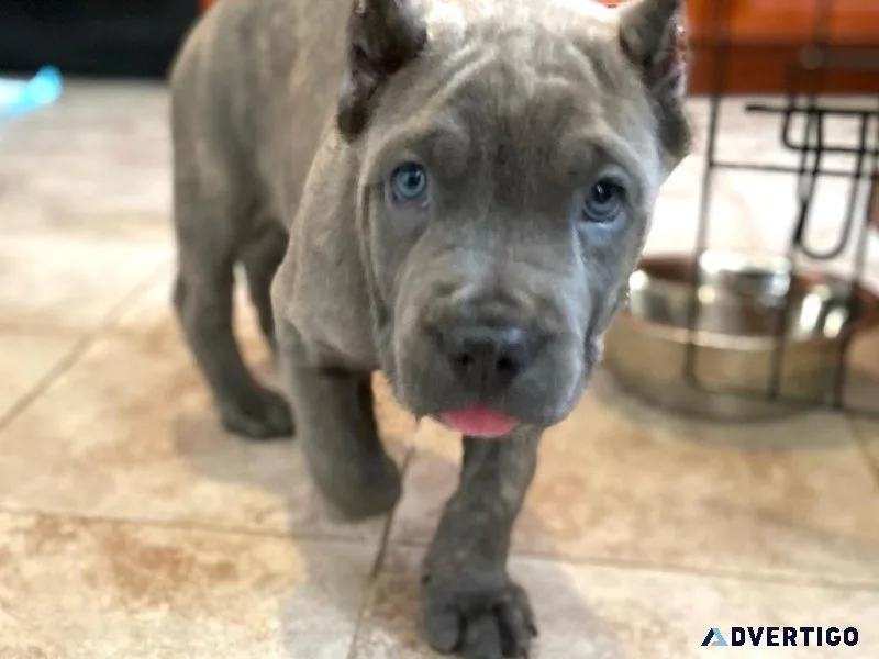 Top Quality Cane Corso Puppies Ready For New Homes