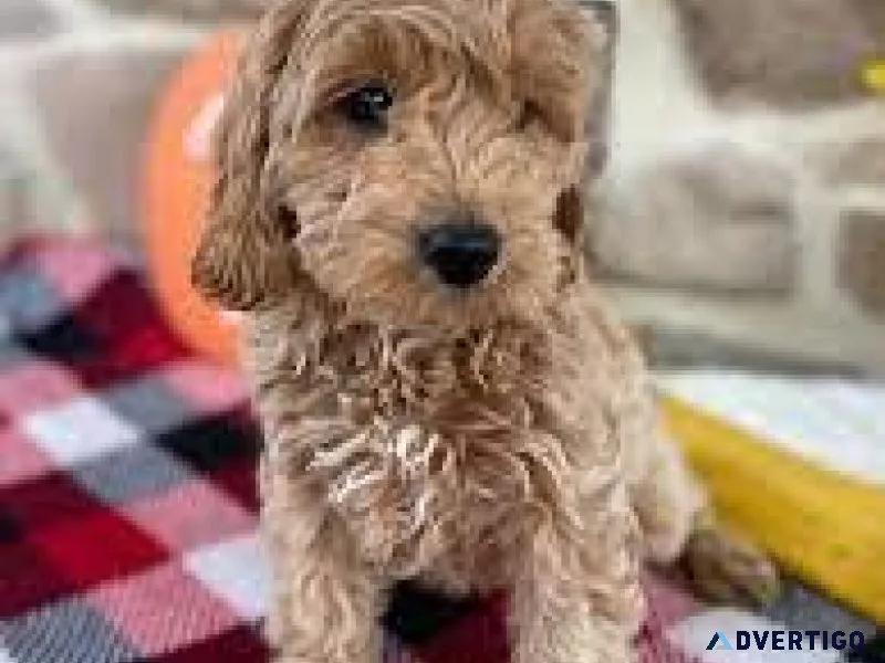 Mini golden doodles