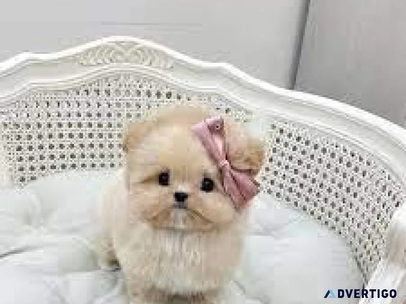 Mini Maltipoo Puppies