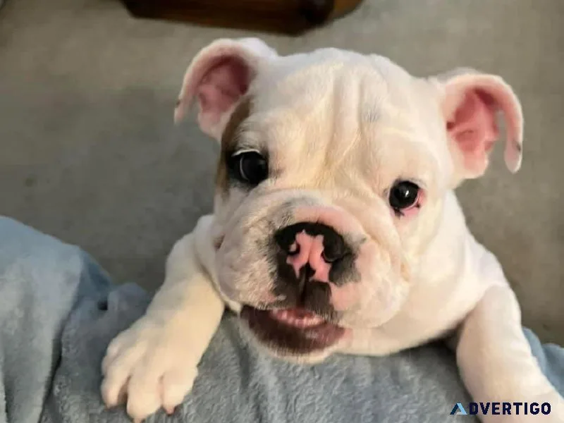 Dog available can be sent to any location