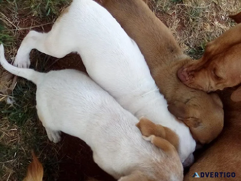 8 puppies