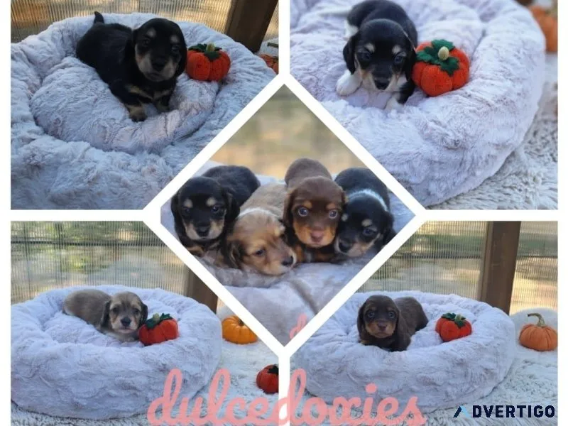 Akc mini dachshund puppies