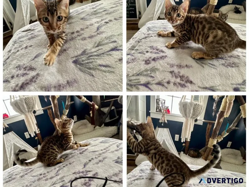 Bengal Kittens