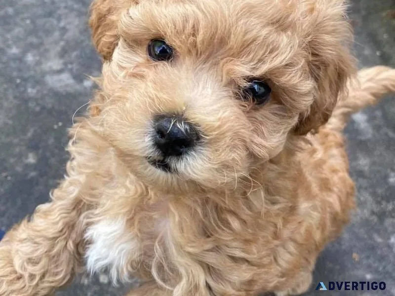 Xmas Maltipoo Puppies For Sale