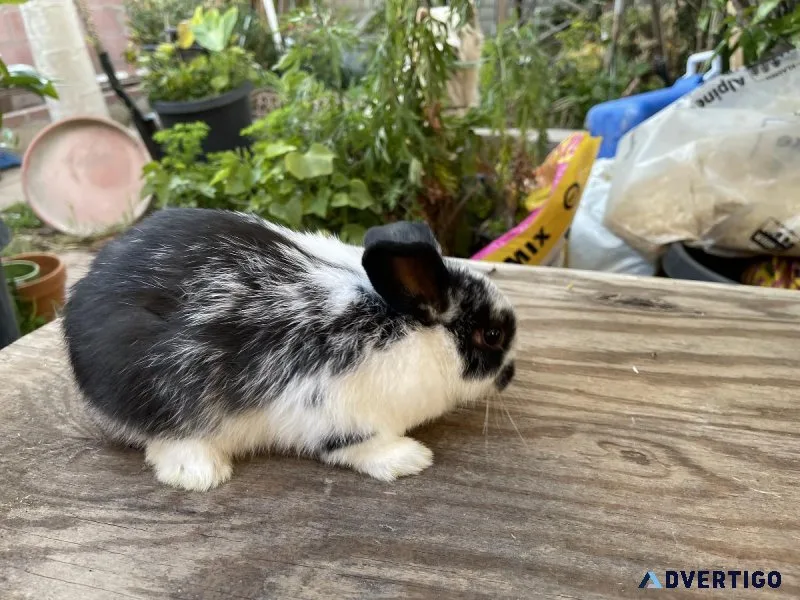 Holland Lop Netherland dwarfRex bunnies
