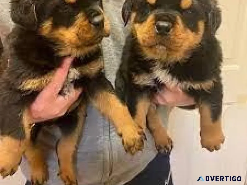 Purebred Rottweiler puppies for sale