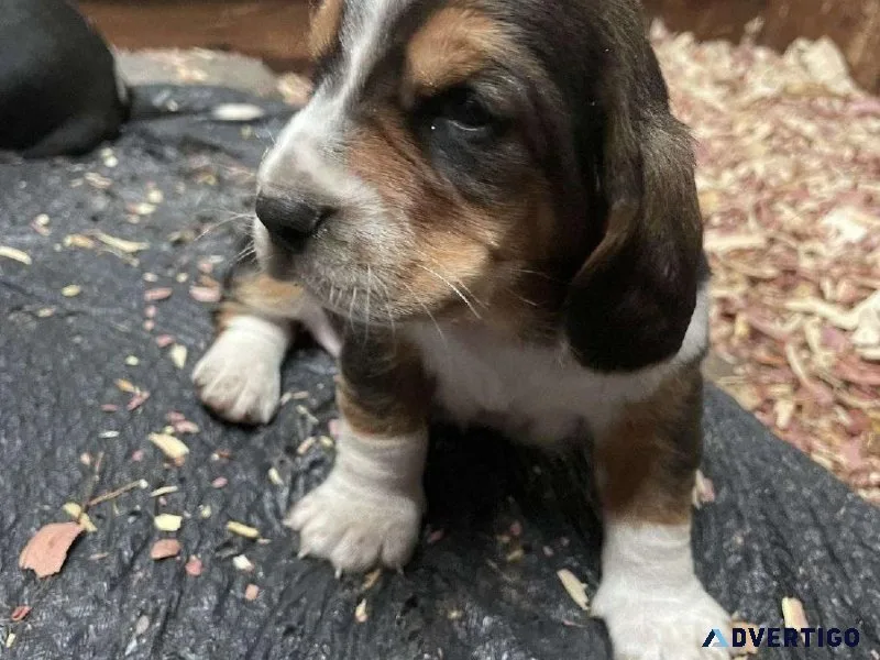 AKC Basset Hound Puppies