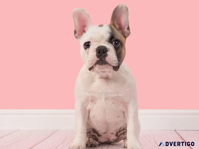 ADORABLE French Bulldog Puppies for Sale