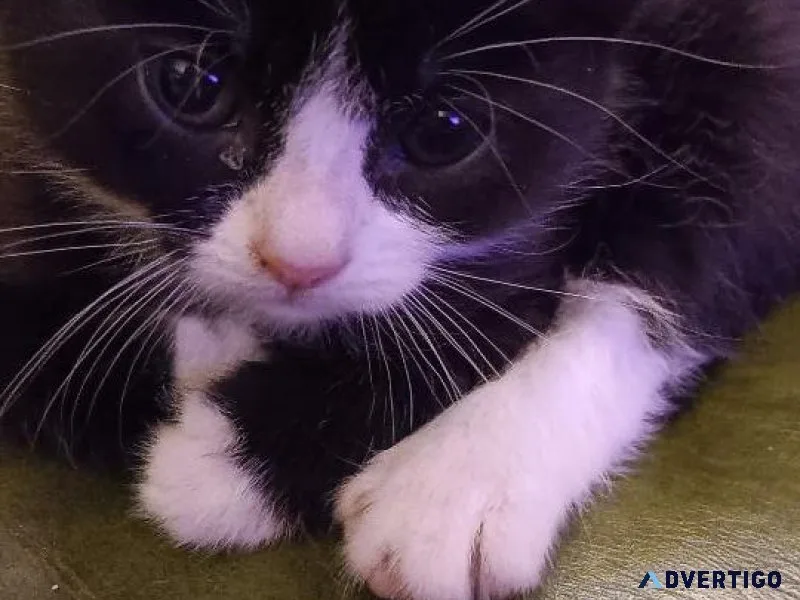 Tuxedo kitten