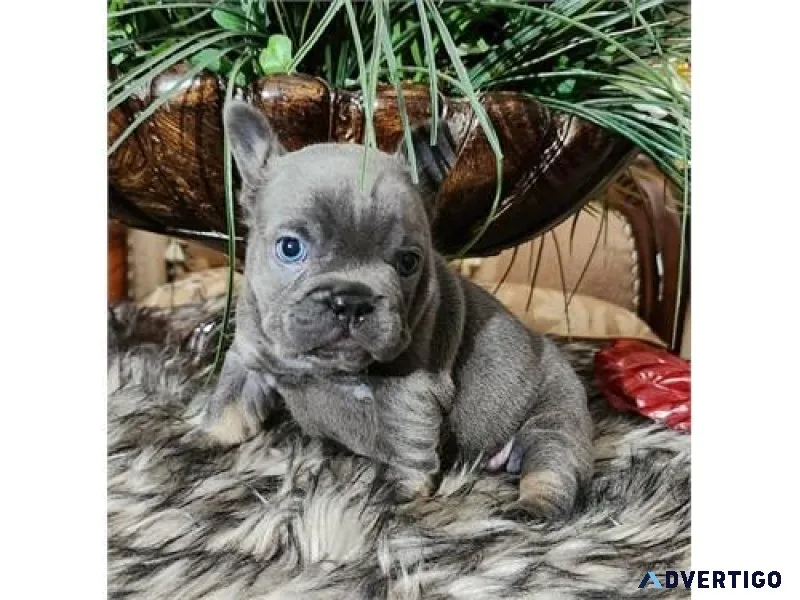 Nice French bulldog puppies