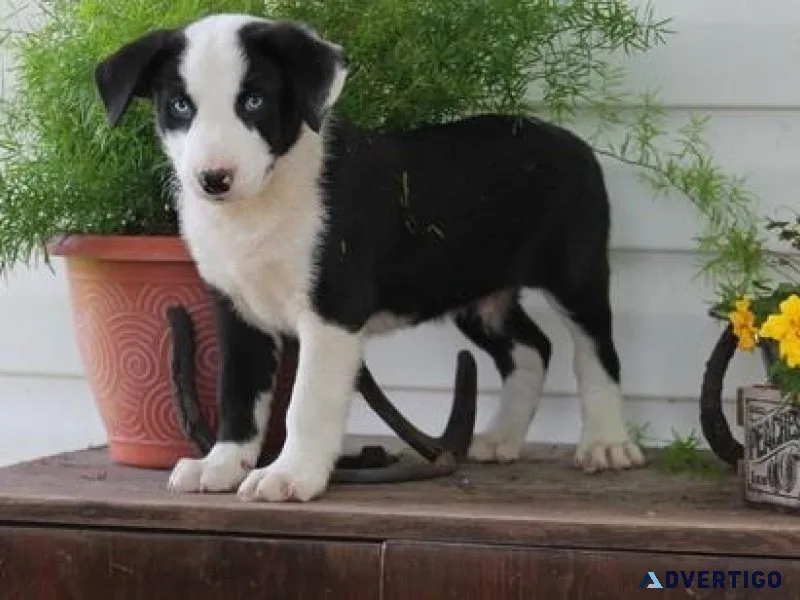 AKC Border Collie puppies