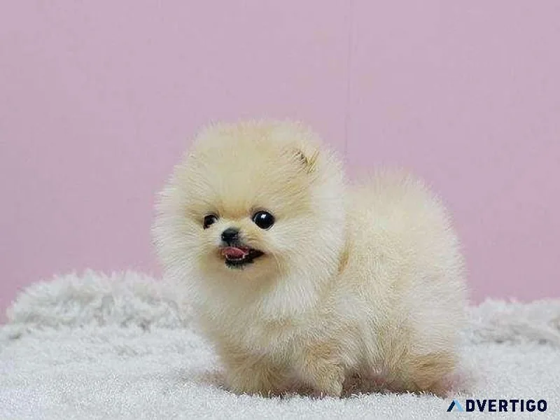 Teacup Pomeranian Puppies