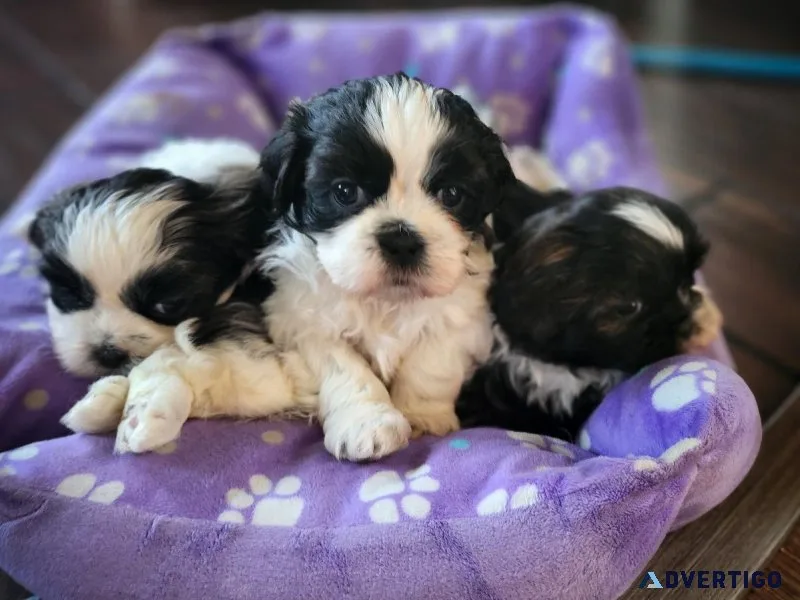 Shih tzu puppies