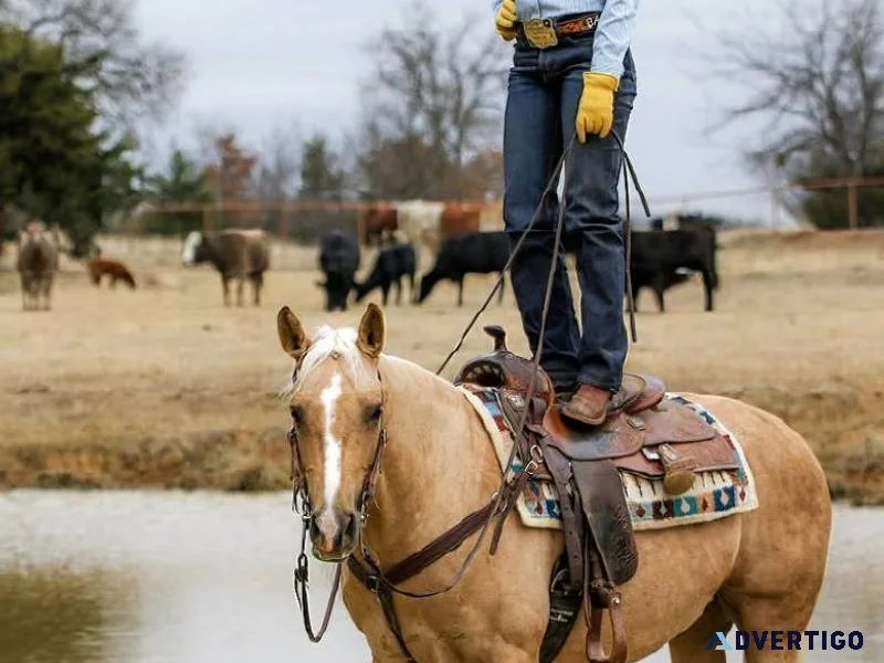 Taylor Palomino Quarter Horse Mare For Anyone Kids Safe