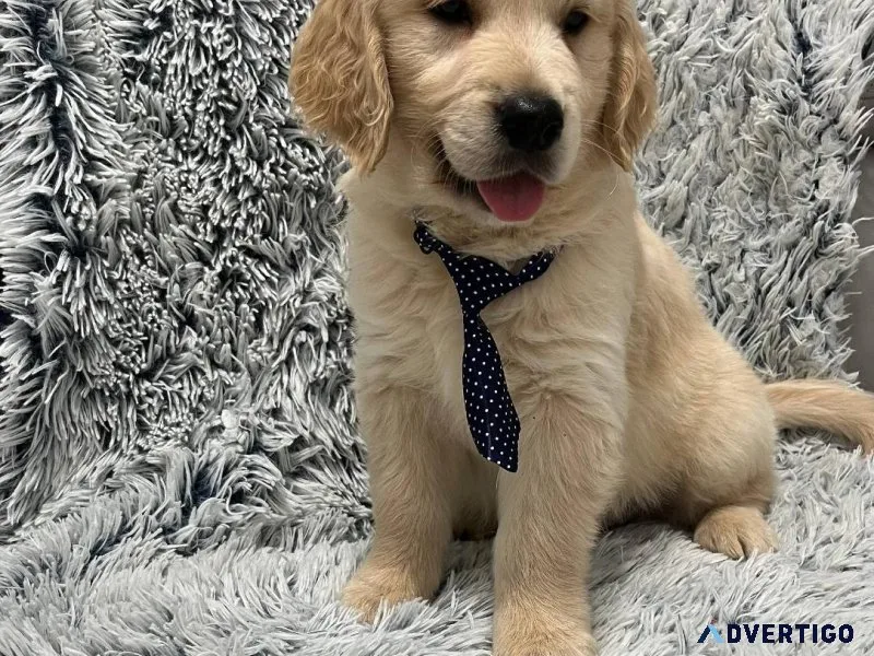 Affectionate golden Retriever Puppies