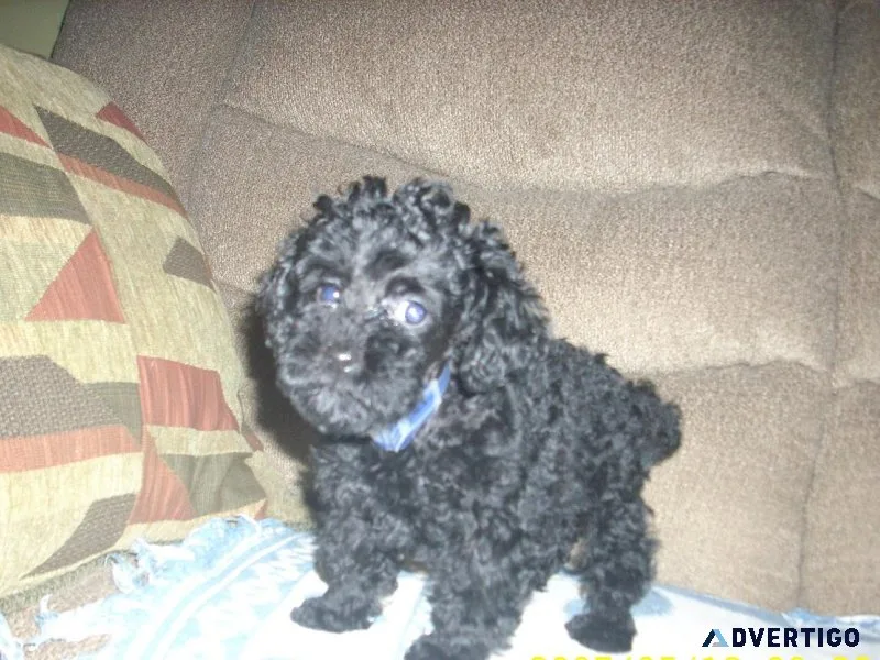 Toy Poodle Puppies