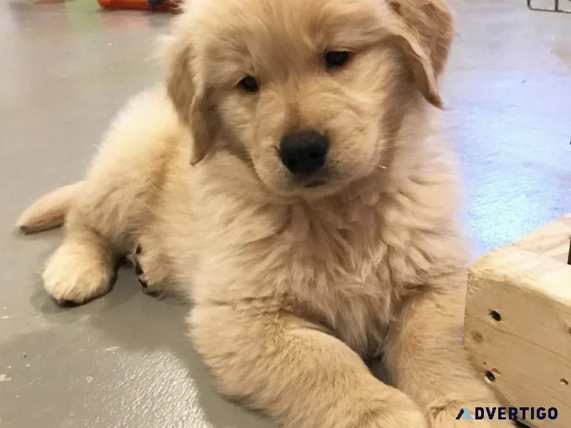 Intelligent Golden Retriever Puppies Readily Available