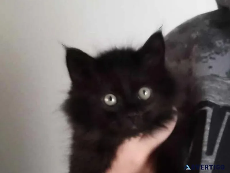 REDUCED Maine Coon  Kitten