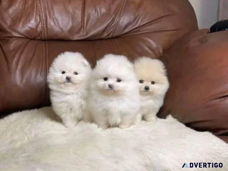 Teacup Pomeranian Puppies Available