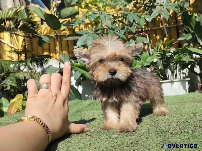 teacup yorkie puppies information