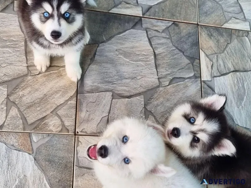 Siberian Husky