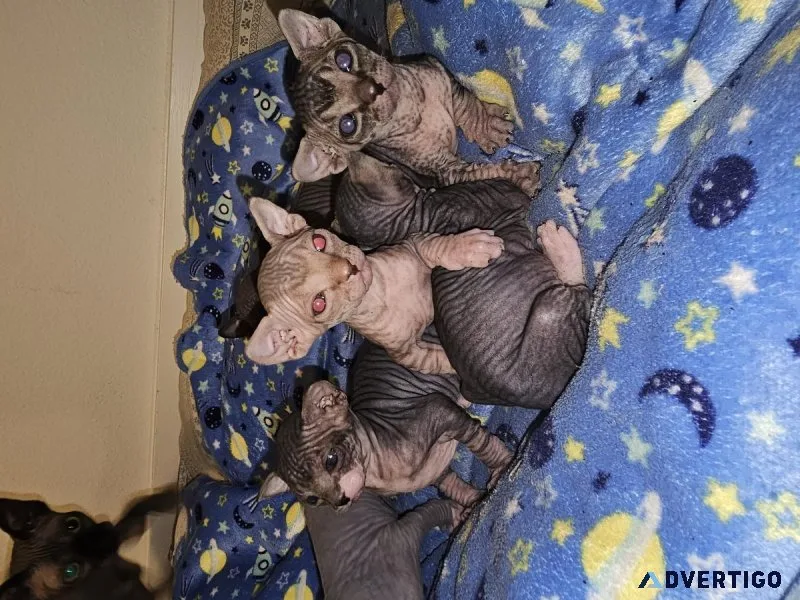 Sphynx kittens