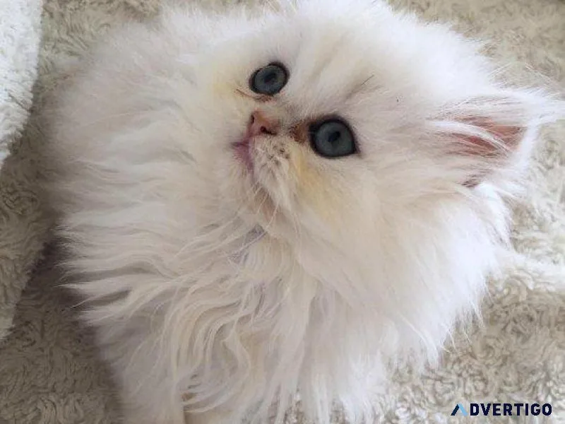 Blue Eye Doll FLAT Face mini Persians Kittens
