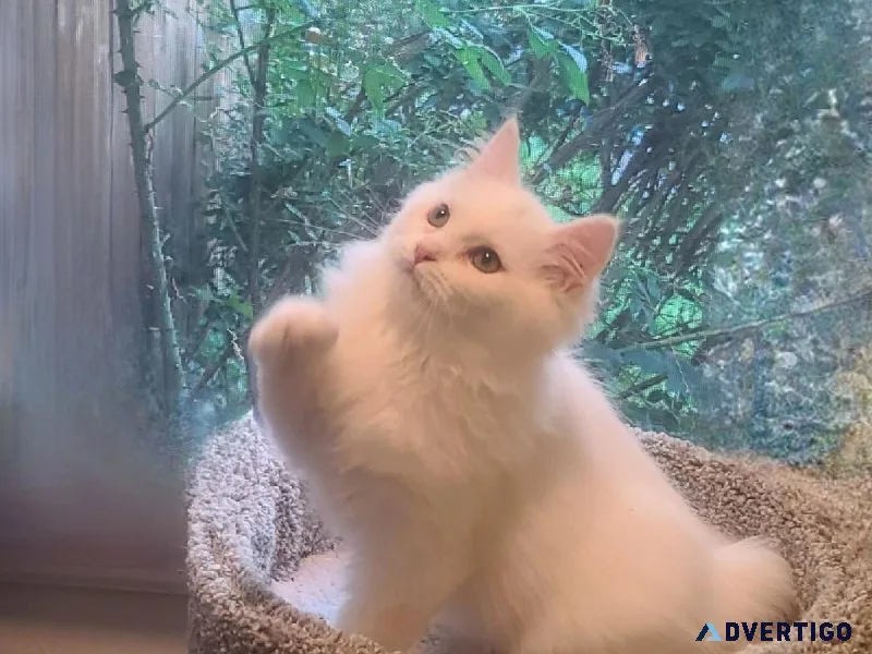 Siberian Hypoallergenic Kittens