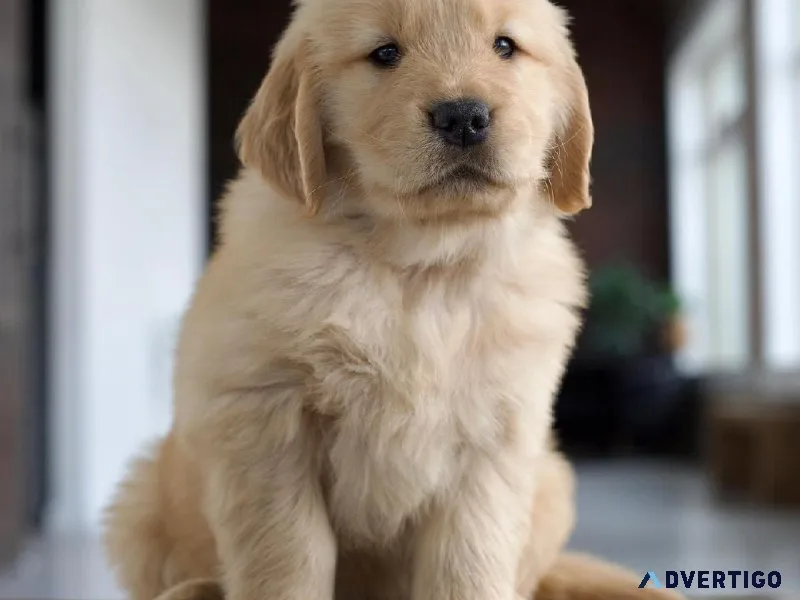 Male And Female Golden Retriever Puppies Ready