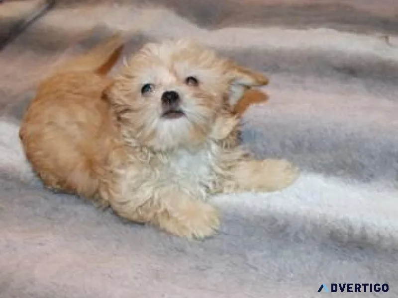 Mi-ki Pup Gorgeous Gold and white