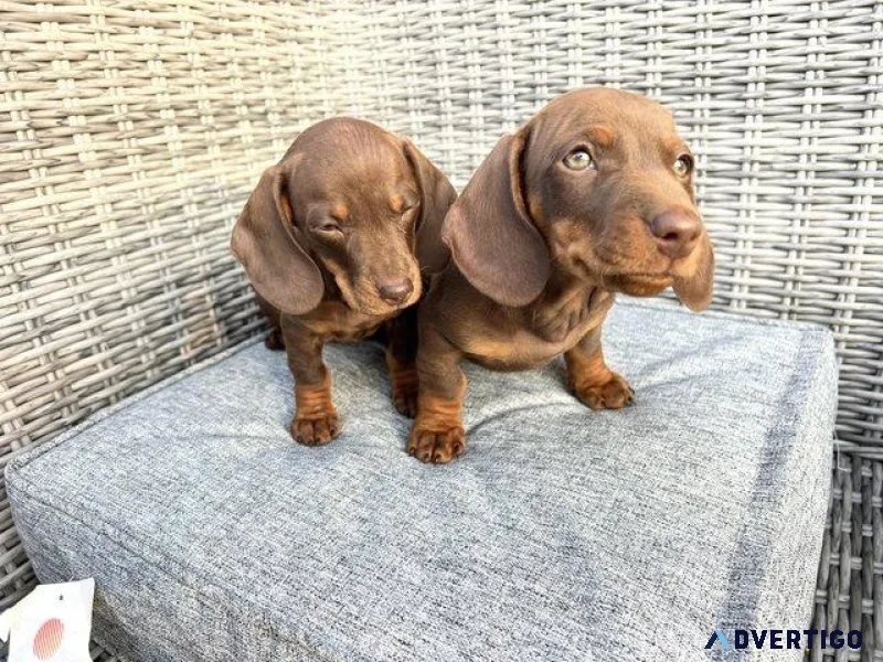 11 week old miniature dachshund health checked microchipped