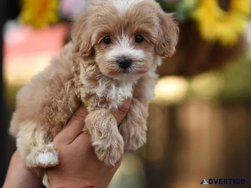 Beautiful Maltipoo little girl for adoption