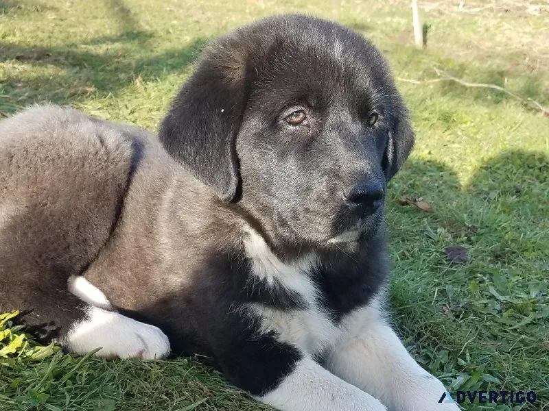 Anatolian shepherdGreat pyrenees puppies