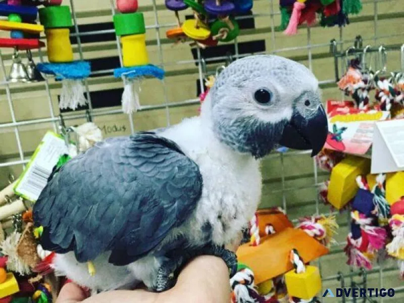 Beautiful Babies African Grey Parrots for Sale