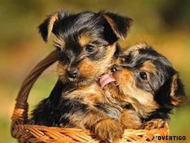 Male and Female TeaCup Yorkie Puppies
